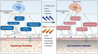 The role of gut microbiota in depression: an analysis of the gut-brain axis